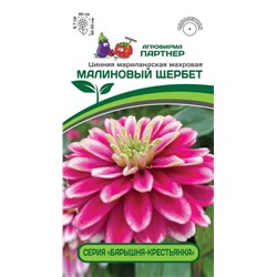 3360 Цинния МАЛИНОВЫЙ ЩЕРБЕТ / мариландская махровая 5шт