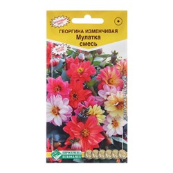 Семена цветов Георгина изменчивая "Мулатка" смесь, 20 шт