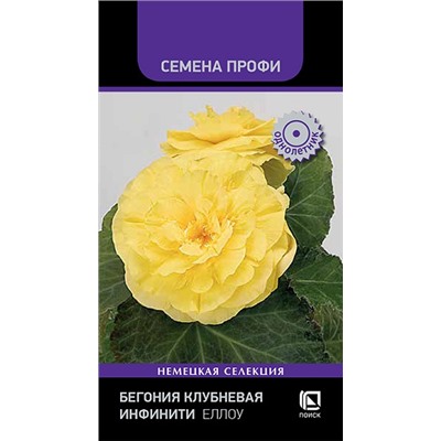 Бегония Инфинити Еллоу (Код: 92797)