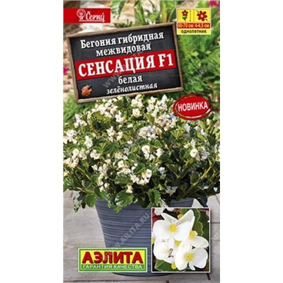 Бегония Сенсация Белая F1 (Код: 86003)