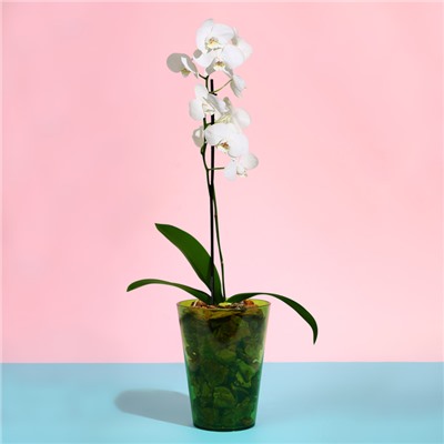 Горшок для орхидей, 1,2 л, 12,5 × 16,6 см, пластик, прозрачно-зелёный