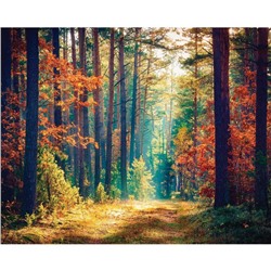 Фотобаннер, 250 × 200 см, с фотопечатью, люверсы шаг 1 м, «Осенний лес», Greengo